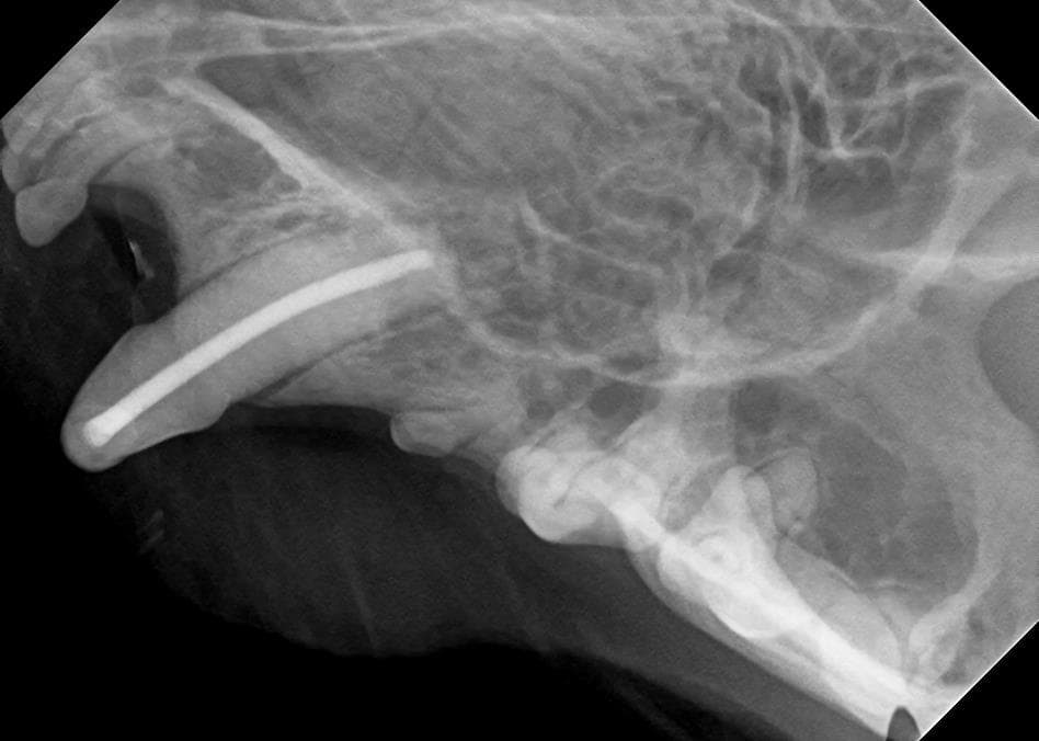 Leczenie endodontyczne u kota — Po