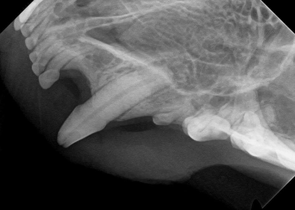 Leczenie endodontyczne u kota — Przed