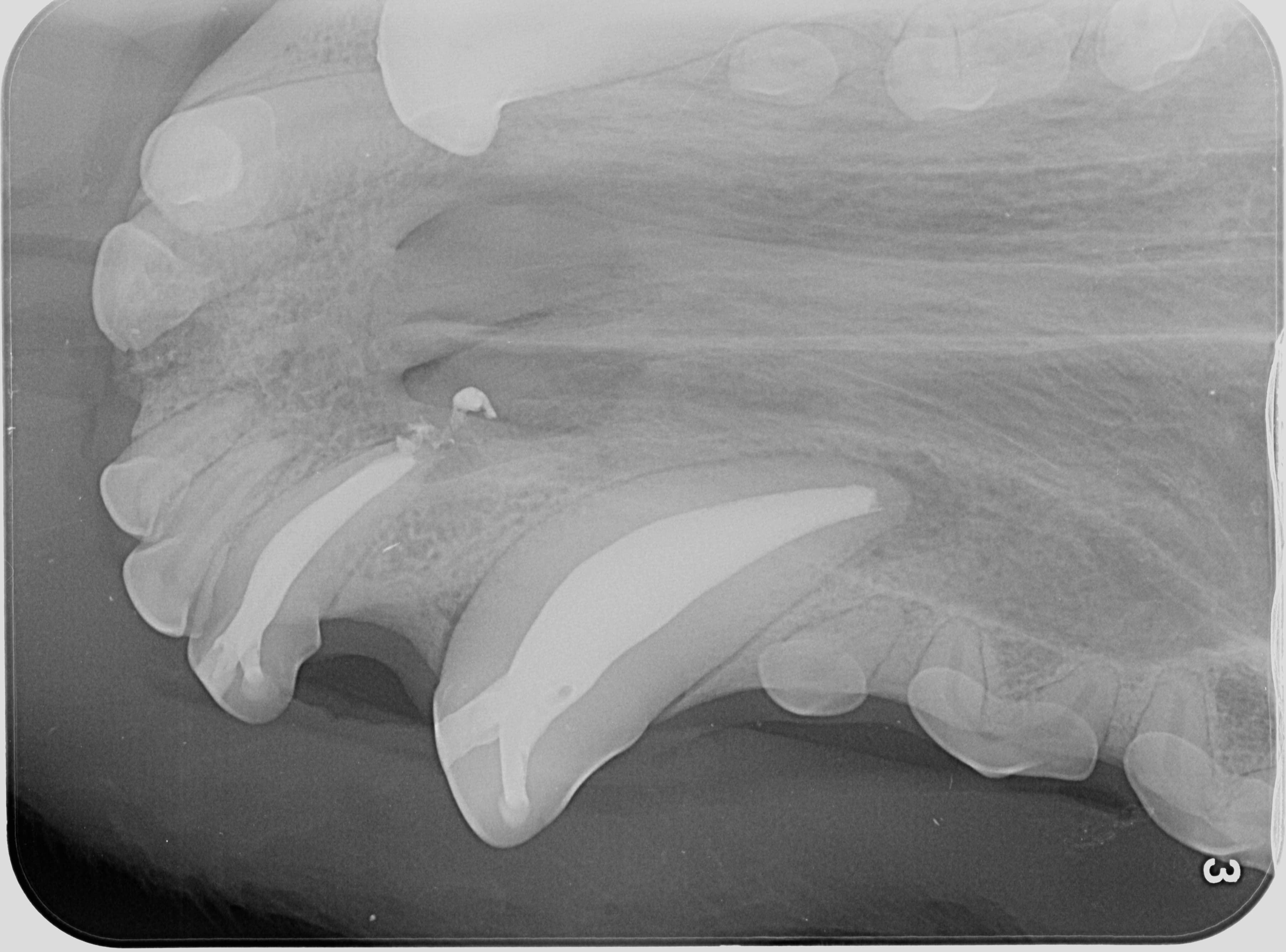 Leczenie endodontyczne u psa — Po