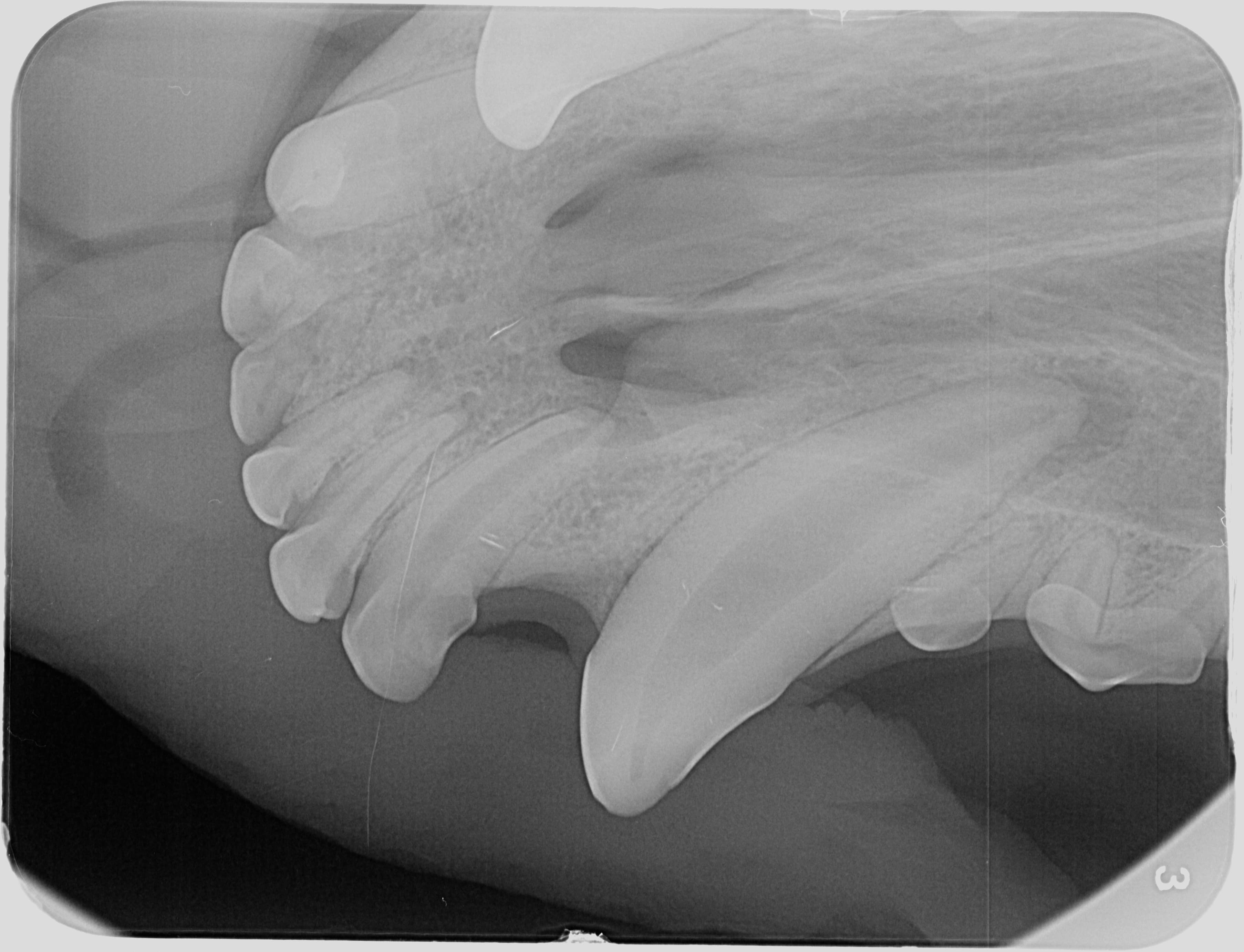 Leczenie endodontyczne u psa — Przed
