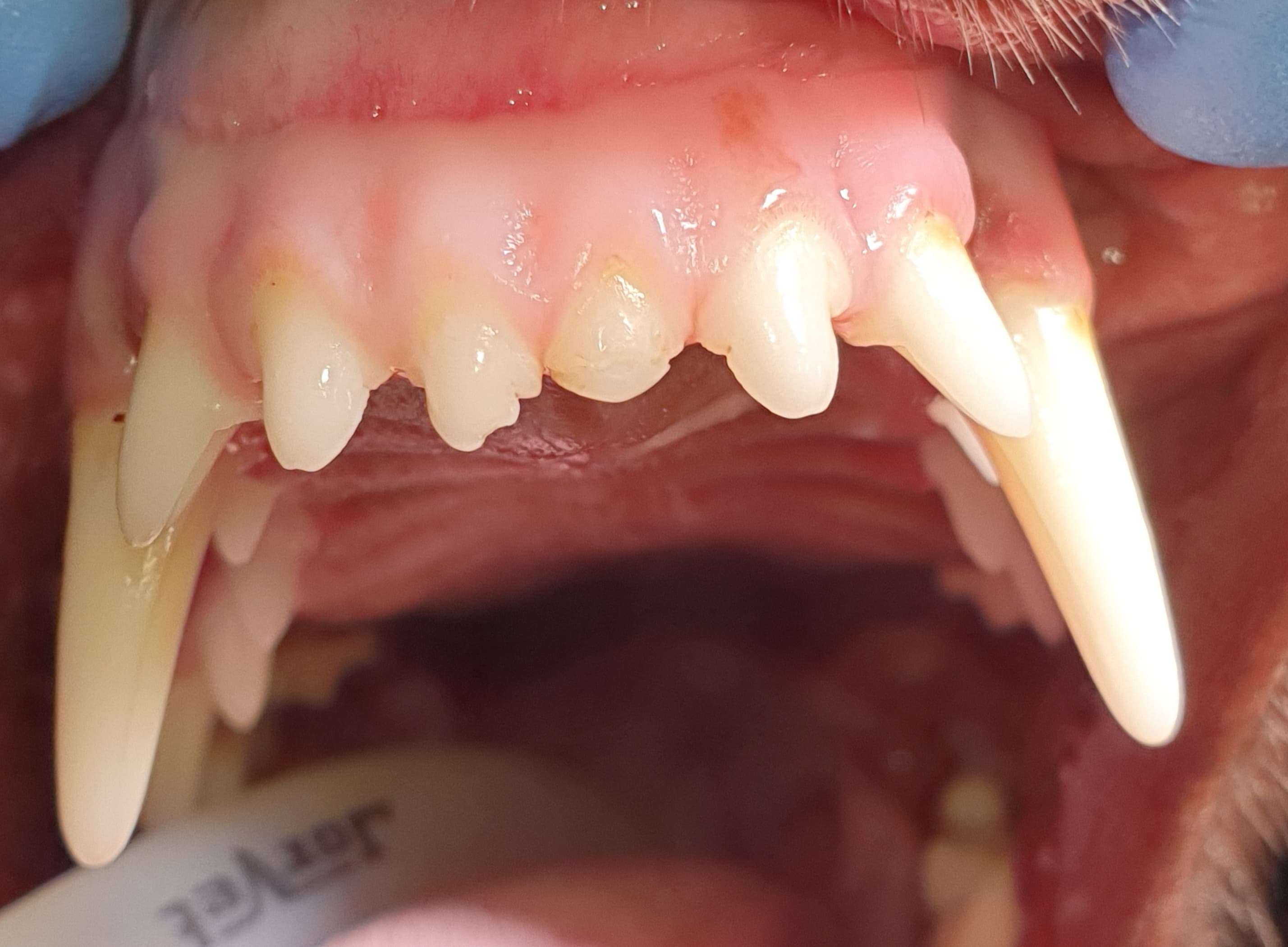 Leczenie endodontyczne zęba siecznego u psa — Po