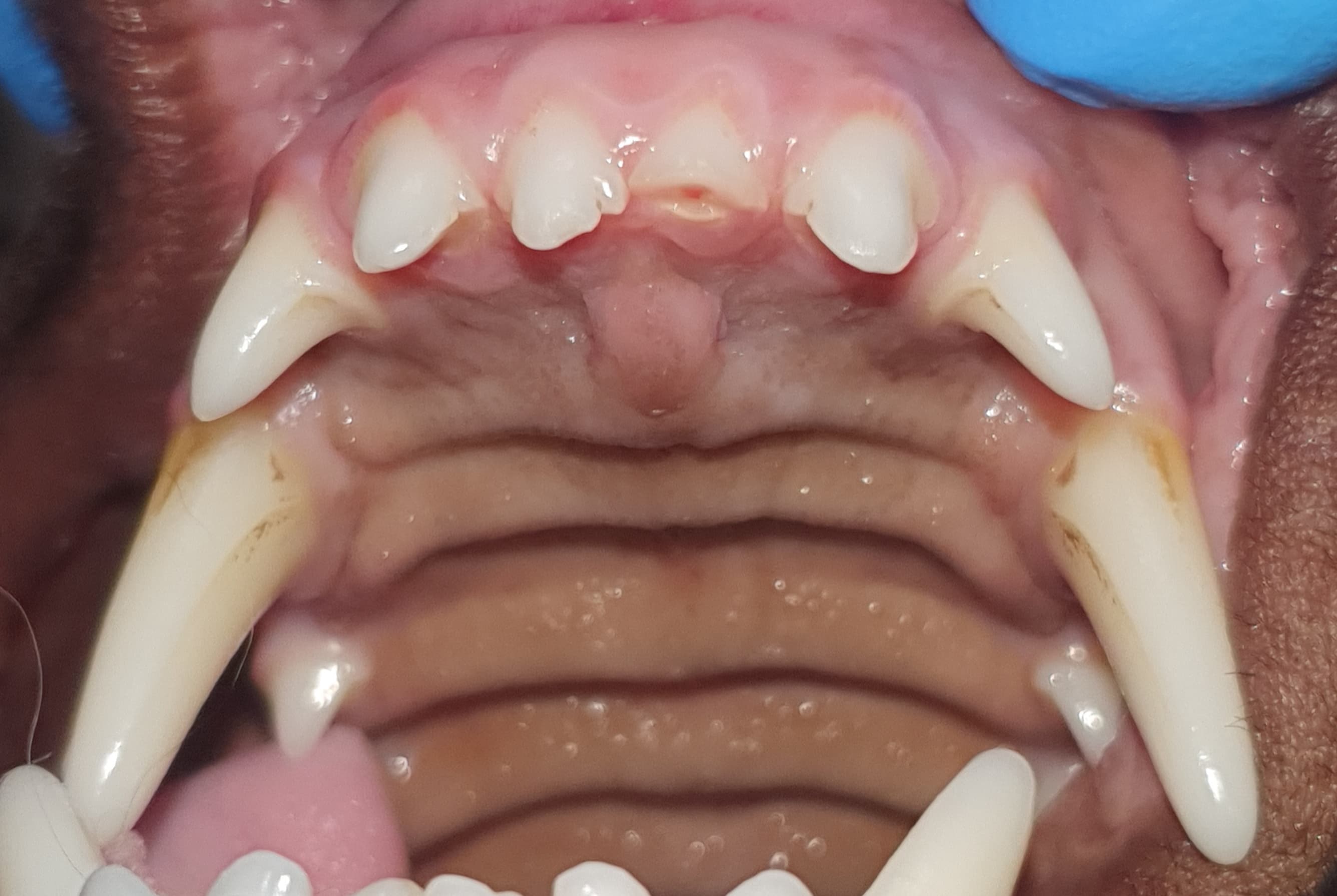 Leczenie endodontyczne zęba siecznego u psa — Przed