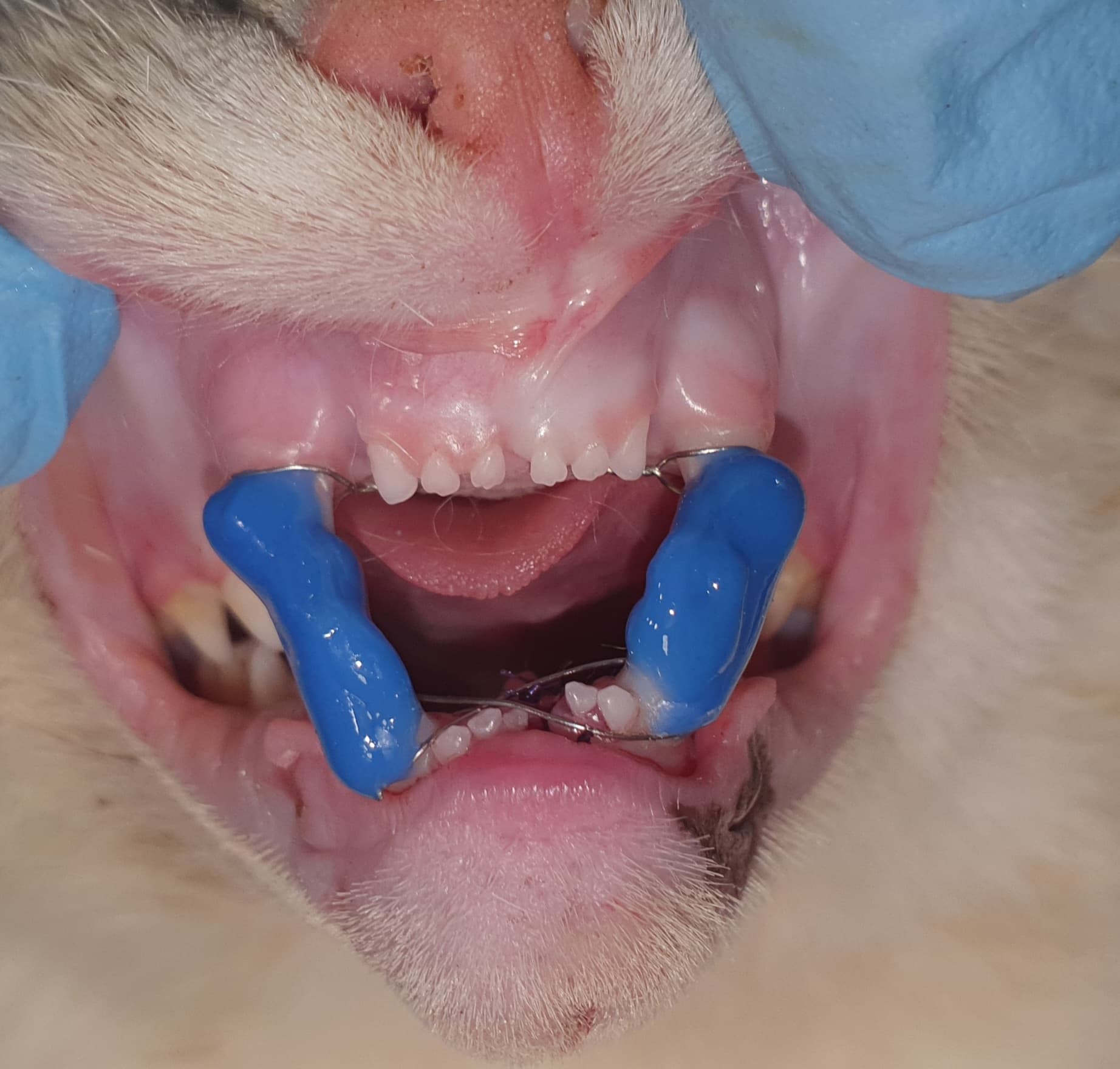 Traumatologia — urazy trzewioczaszki — Po